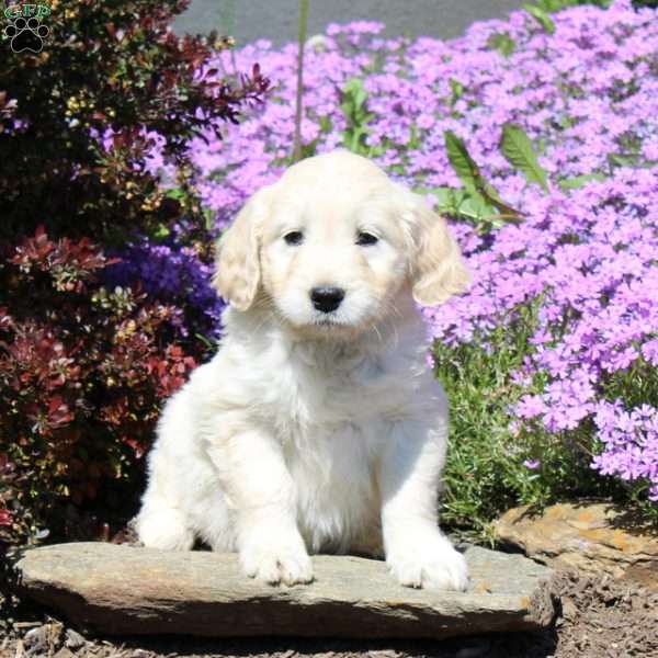 Rose, Goldendoodle Puppy
